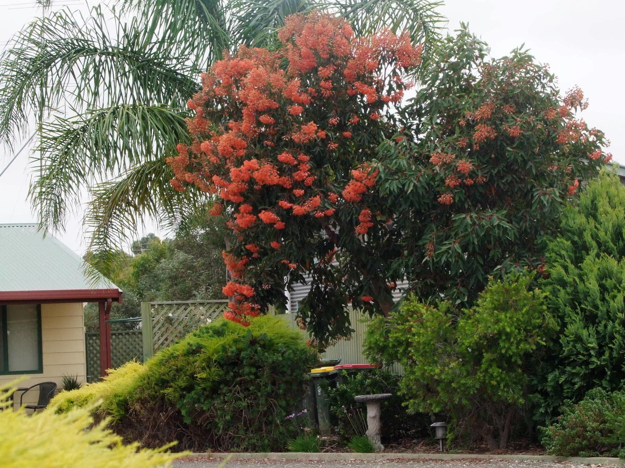 Ficifolia Lodge Parndana Εξωτερικό φωτογραφία
